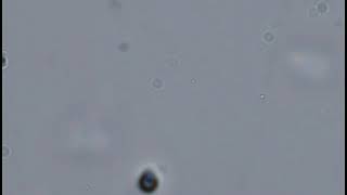 RCC5630 - Isochrysis sp.