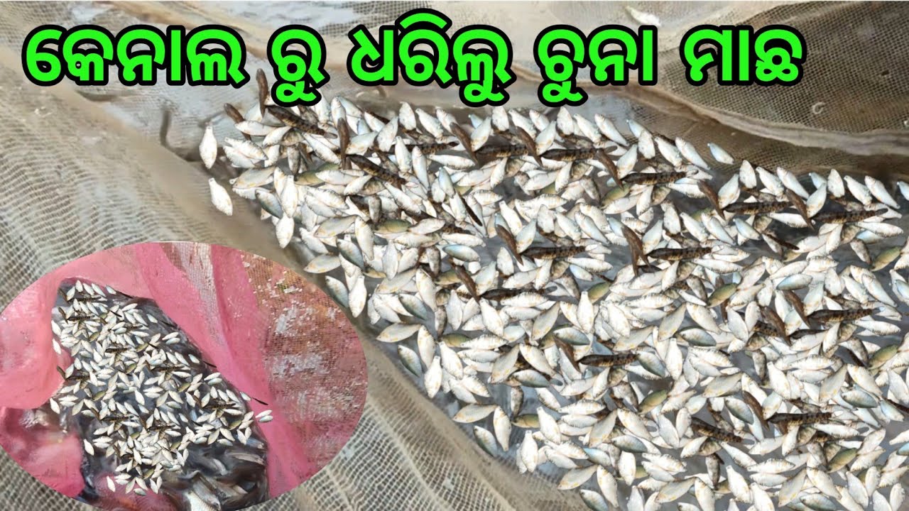 ଆଜି ଧରା ହେଲା କେନାଲ ରୁ ଚୁନା ମାଛ || please support 🙏 