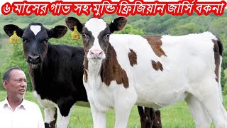 ৬ মাসের গাভ সহ অসাধারন কিছু মুন্ডি ফ্রিজিয়ান জার্সি হলেস্ট্রিয়ান ফ্রিজিয়ান বকনা পাবেন এখানে