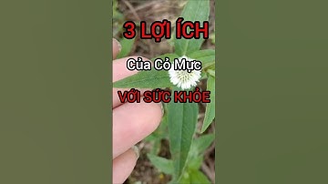 3 Lợi Ích Bất Ngờ Của Cây Cỏ Mực Có Thể Bạn Chưa Biết #dinhduong #health #suckhoe