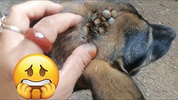 I try find ticks every day from my poor dog#118🐕🐶