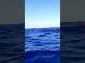 #redsea #egypt #fish #sharmelsheikh #swimming