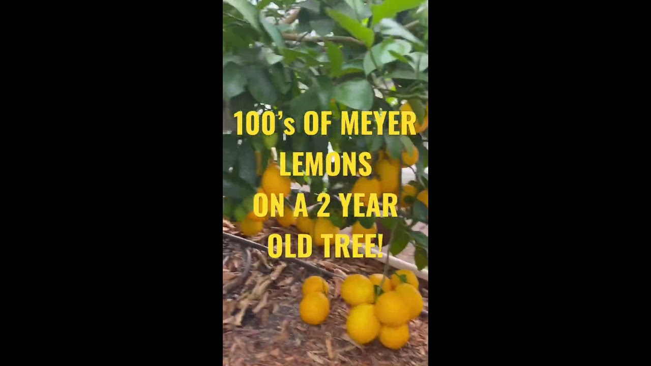 100 S OF MEYER LEMOMS ON A 2 YEAR OLD TREE 