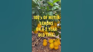 100’s OF MEYER LEMOMS ON A 2 YEAR OLD TREE!