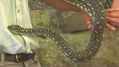 Snakes Taronga Zoo Sydney Australia - Taipan Snake - Amethystine Python - Black Headed Pythons