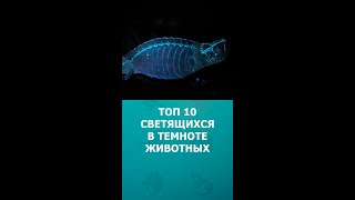 Топ 10 Светящихся В Темноте Животных #Шортс #Животные #Интересное #Топ10 #Shorts #Комарик