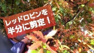 【庭木の剪定】レッドロビンの生垣を半分に／強めの剪定方法