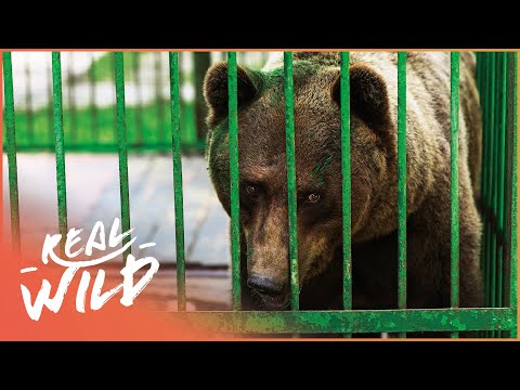 Rescuing Brown Bears From Captivity (Wildlife Documentary) | Wild Animal Rescue | Real Wild