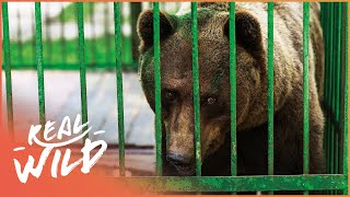 Rescuing Brown Bears From Captivity (Wildlife Documentary) | Wild Animal Rescue | Real Wild