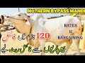 Nothern Bypass Mandi Latest Rate And Bargaining  | Latest Update | Bakra Eid Season 2024