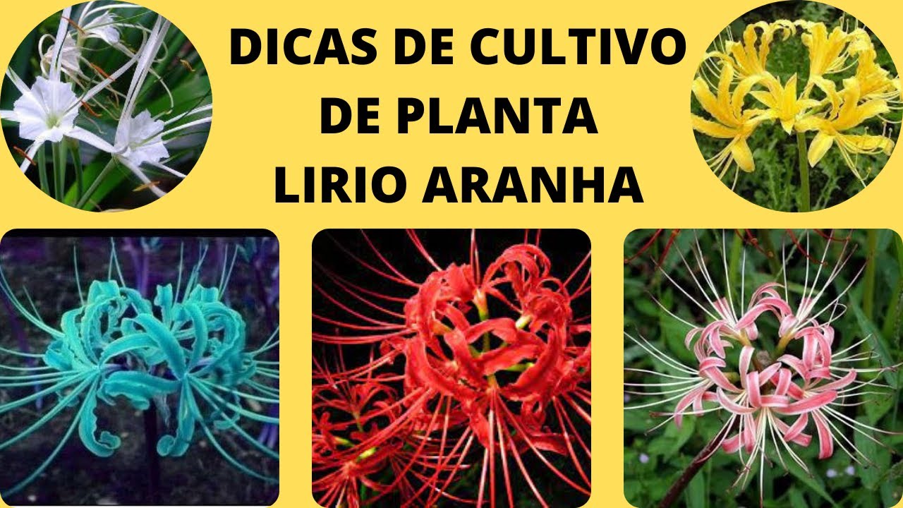 Lírio Aranha: Características, Significado e Dicas de Como Cuidar da Flor