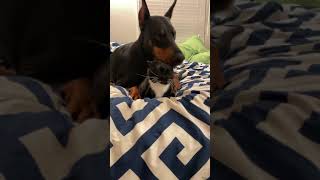 Gato sabe que no hay escapatoria al amor de este Doberman.