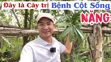 Đây là Cây trị bệnh Cột Sống nặng, hư cột sống. PHAN HẢI Channel