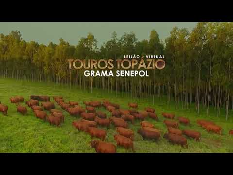 Leilão Touros Senepol TOPÁZIO GRAMA