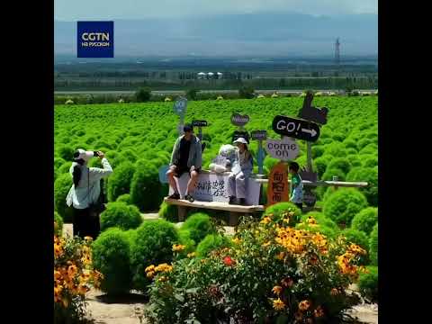 🌿 Изумрудное море кохии в Синьцзяне!