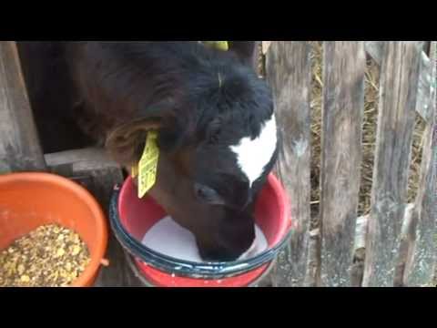 Video: Kā izraisīt karstumu govīm?