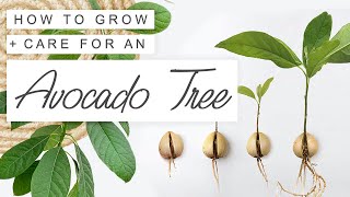 The FASTEST Way To Grow An Avocado Tree From Seed 🥑 Easy, Quick Avocado Propagation + Care Guide 🌱