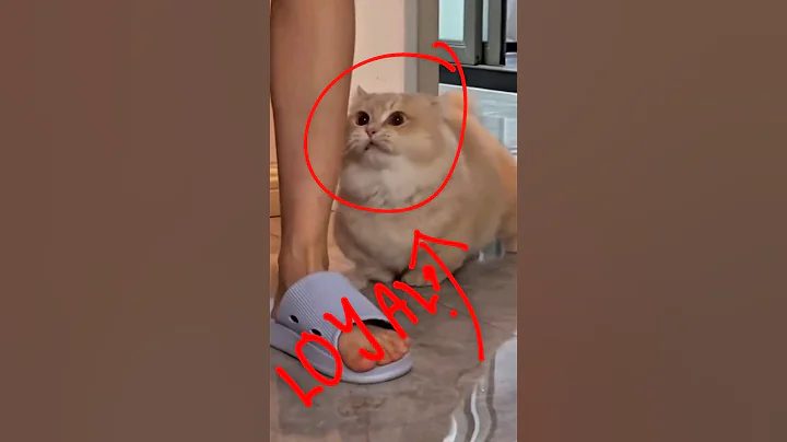 Video 8273511: abyssinian, cat dog breeds