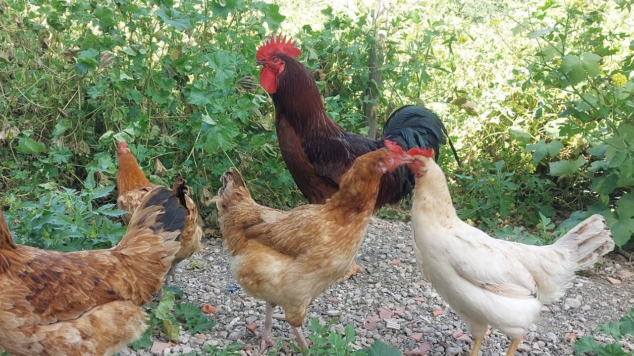 شوفو كتاكيت عمر أربعة أيام. قطيع ولا اروع. ديك أصبح صديقي.