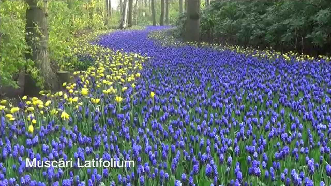 Muscari Latifolium - Grape Hyacinth Bulbs from Holland