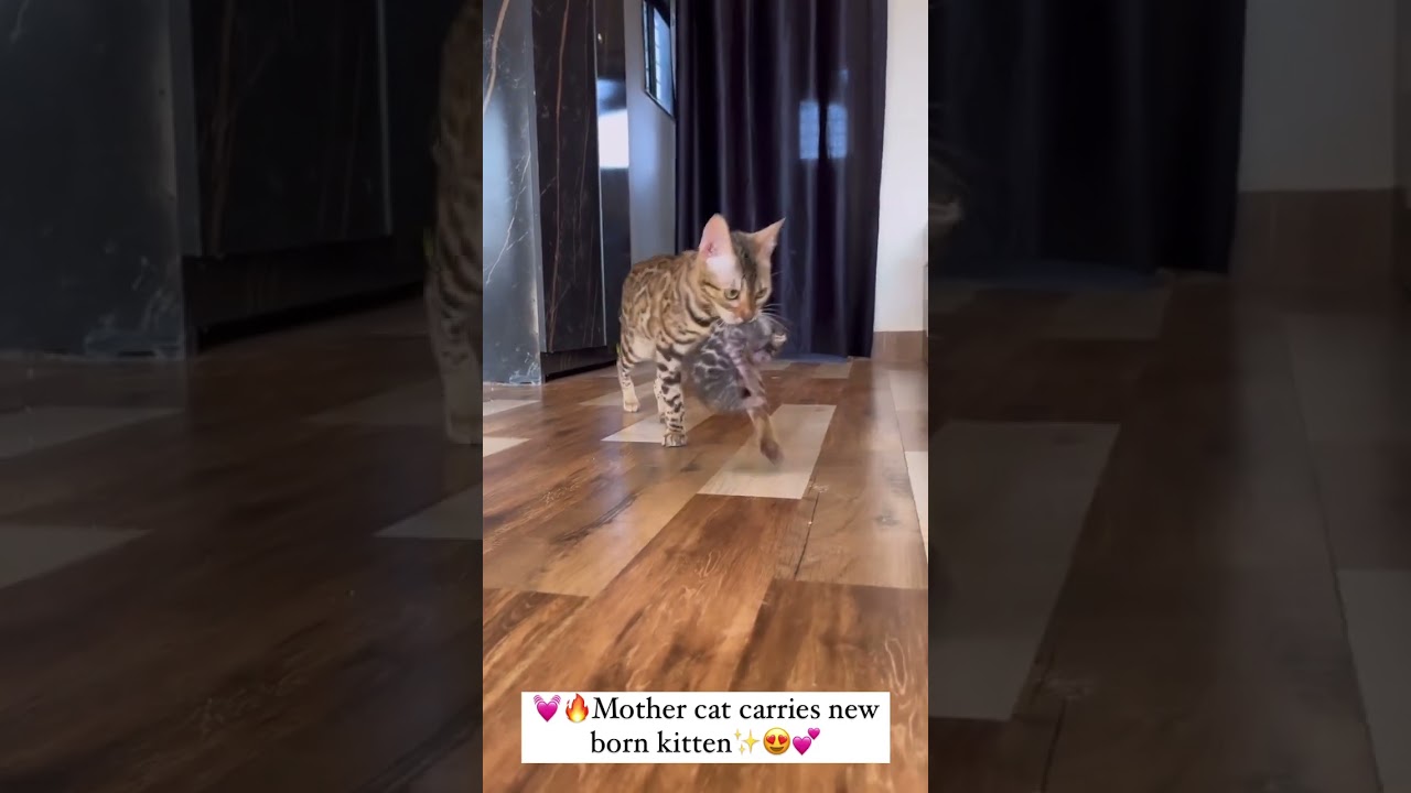Bengal cat mother carries new born kitten
