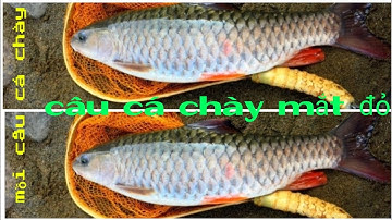 câu cá rói sông, câu cá chày sông tự nhiên 🐬 và cái kết phải ném cần đuổi theo