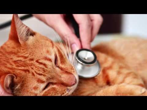 वीडियो: बिल्लियों में उच्च रक्त शर्करा