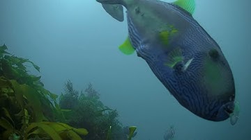 Reef Cam highlights - Your Window into Port Phillip Bay