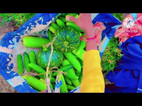 Cucumber