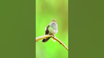 hummingbird #shorts #viral#video
