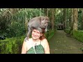 Лес обезьян на Бали - Sangeh Monkey Forest