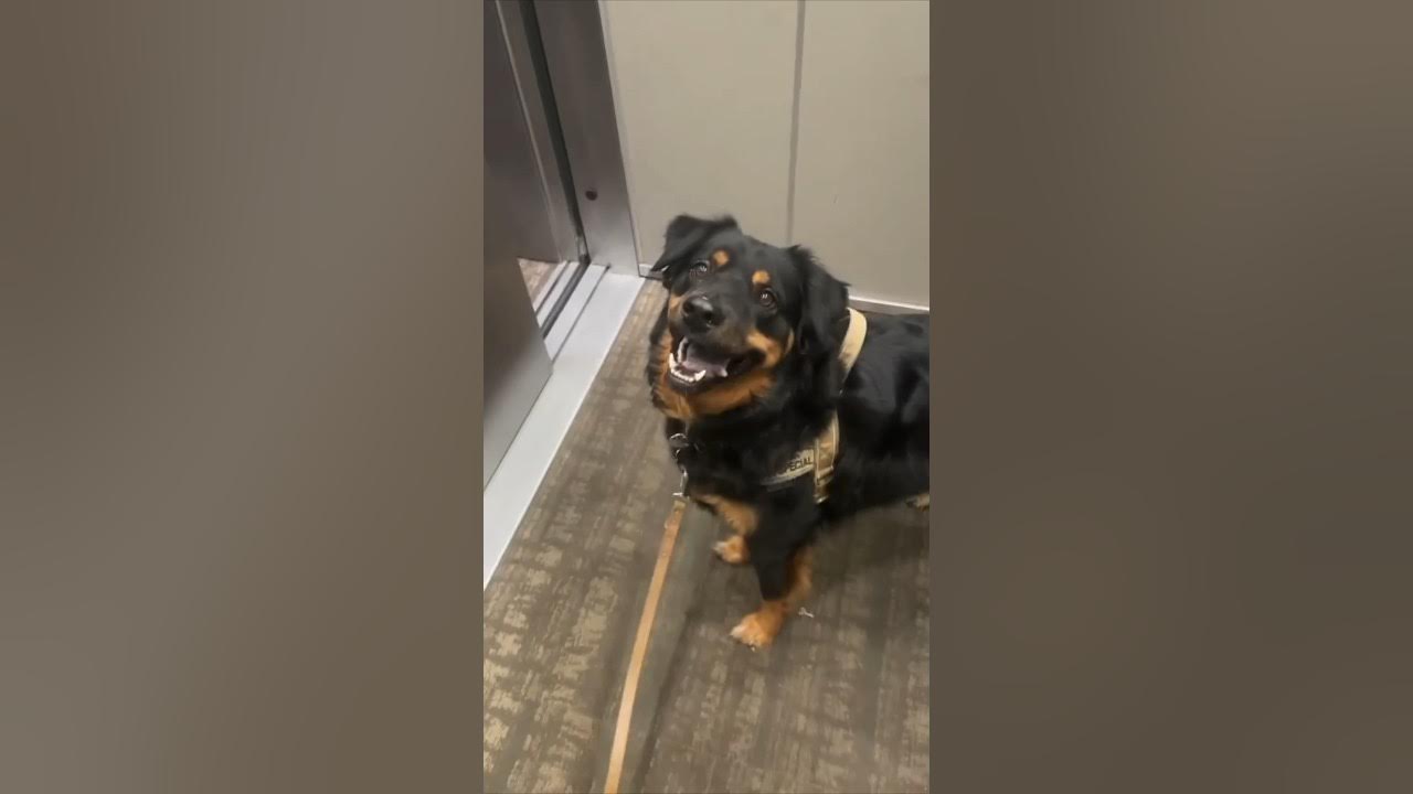 This dog loves elevators more than anyone else ️ YouTube