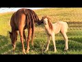 Cutest And funniest horse Videos Compilation cute moment of the horses - Horse world #1