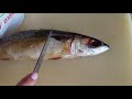 7 признаков протухшей рыбы