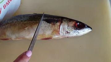 Как определить пропала рыба или нет