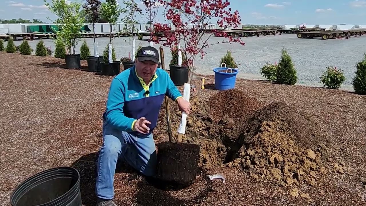 How To Plant A Container Grown Tree (Shorter version)