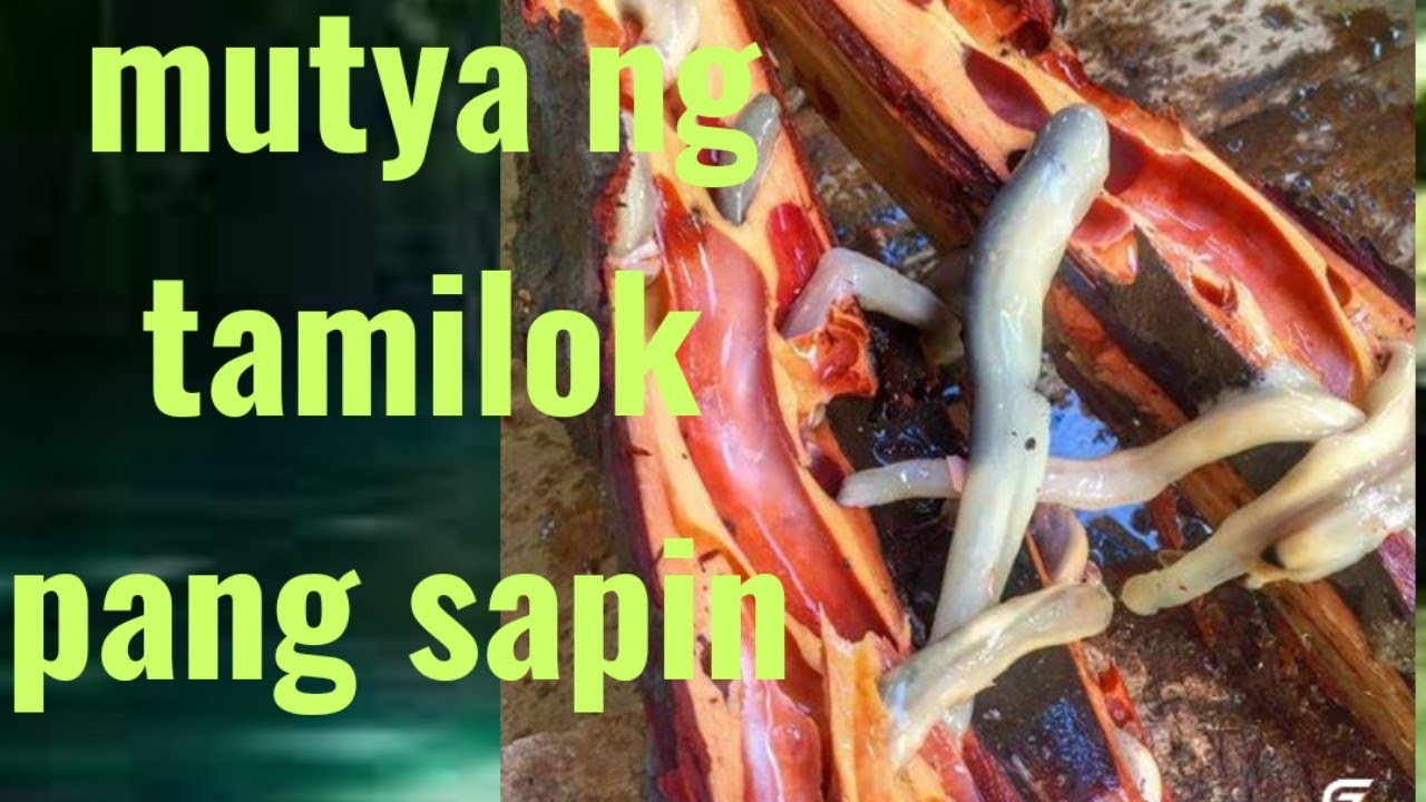 mutya ng tamilok pang sapin - YouTube