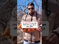 آموزش هرس کردن درخت خرمالو اموزش هرس درخت خرمالو باغداری کشاورزی