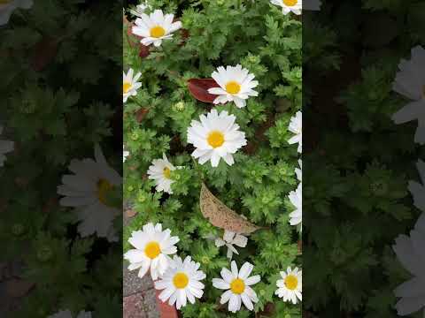 街路のスノーポール #flowers #花 #まちづくり