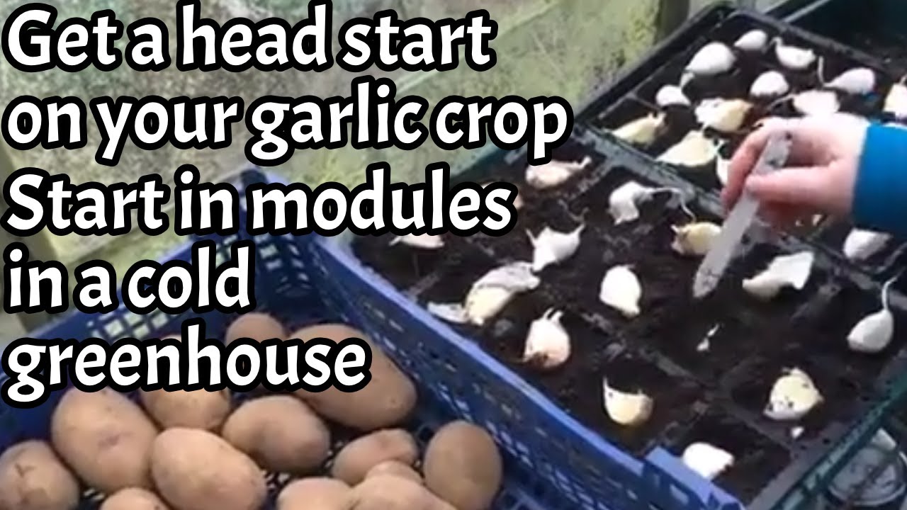 Planting Garlic starting garlic in modules in a cold greenhouse YouTube