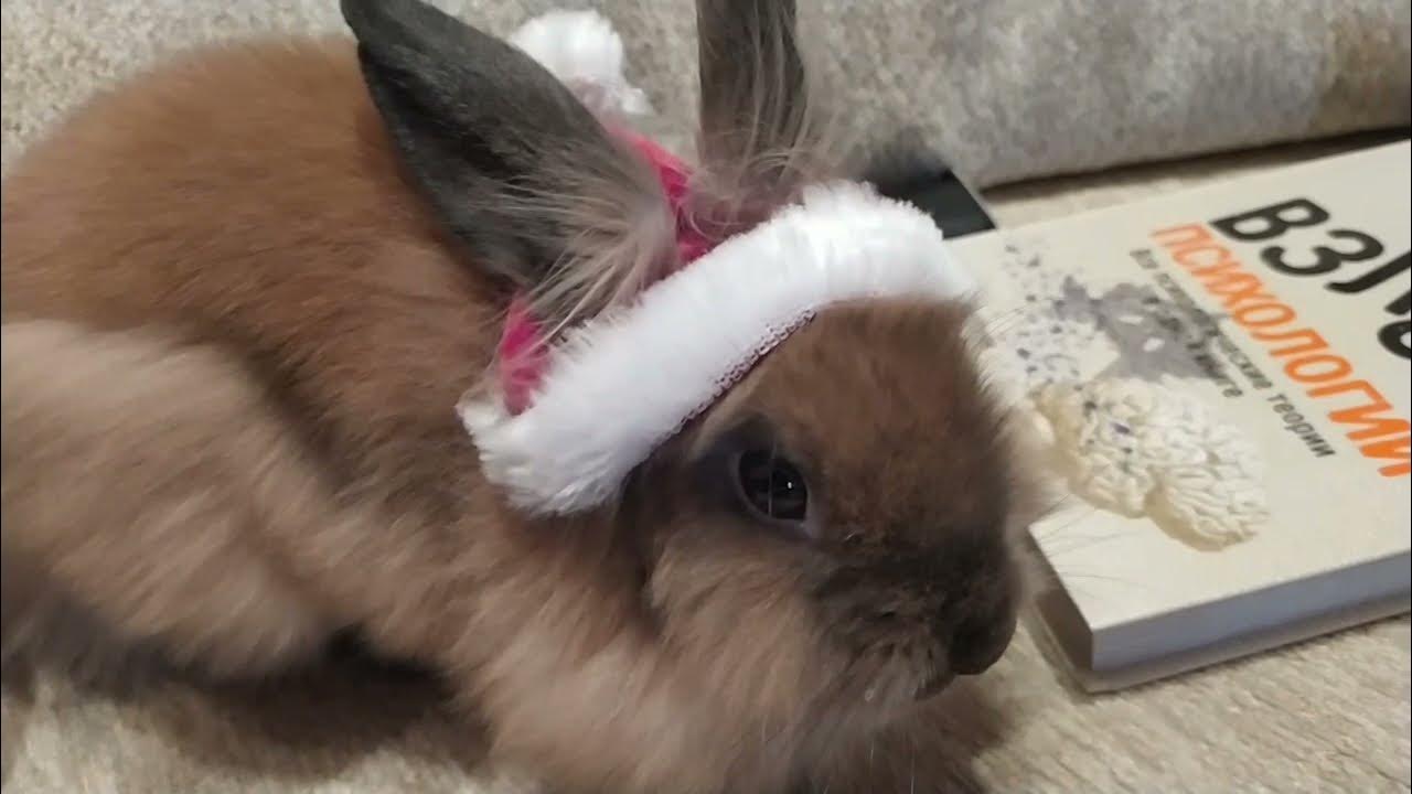 белый зайка из мультика тайная жизнь. теперь зайчиков. теперь зайчик. теперь я зайчик страданий. иллюстрация к стихотворению снежок.