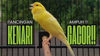 Pancingan Kenari GACOR panjang untuk Masteran Kenari PAUD & agar Kenari diam agar bunyi & gacor