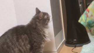 足を狙う猫 ノルウェージャンフォレストキャットA cat aiming at the foot.Norwegian Forest Cat.
