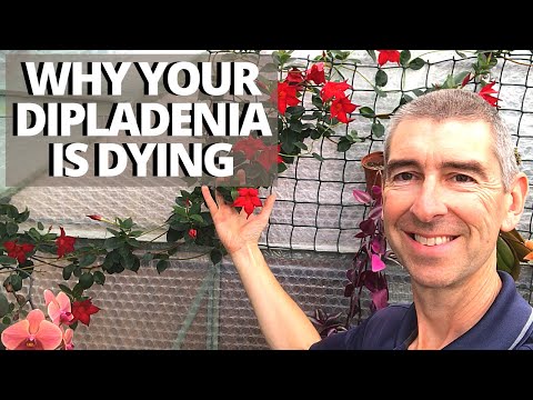 WHY YOUR DIPLADENIA (MANDEVILLA) IS DYING