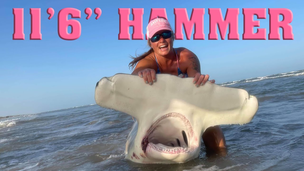 Woman catches 11.5-foot hammerhead shark from a truck