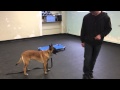 The Stand Command with Malinois Kato | Tyler Muto Dogmanship The Stand Command with Malinois Kato | Tyler Muto Dogmanship
