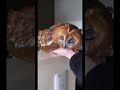 Owl core f#owl #owlhouse #owls #owlsoftiktok #owllove #funny #cute #fyp #love#foryou#foryoupage