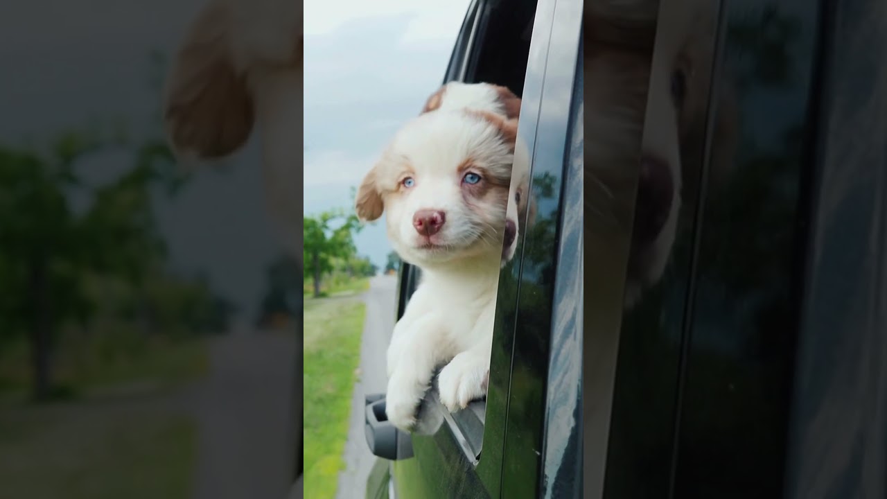 Pet Tips | Pet Care Tips 🐶 🐕 Pet Tips | Pet Care Tips 🐶 🐕