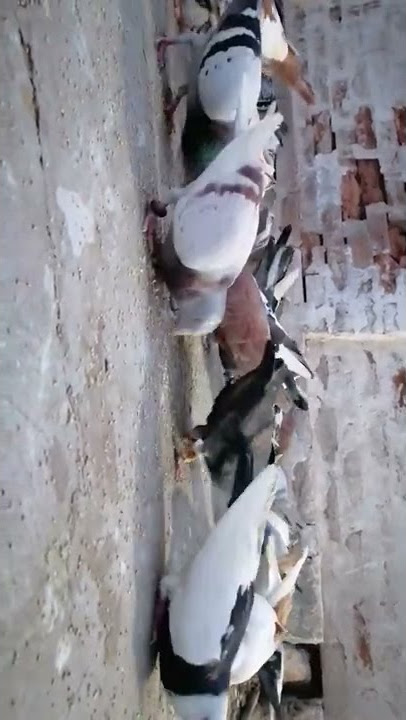 check sound pigeons 🔊🔊