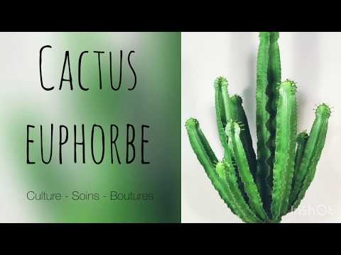 Vidéo: Trois Différences Entre Euphorbia Et Cactus